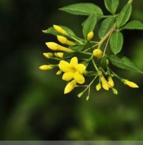 阳台室外常开花的金茉莉 迎夏探春花 花带香味 十几厘米高带盆土