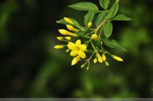 阳台室外常开花的金茉莉 迎夏探春花 花带香味 十几厘米高带盆土