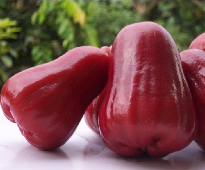 室外庭院盆栽地栽 黑金刚莲雾 大果台湾莲雾嫁接树苗 结果大而甜