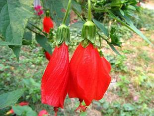 阳台庭院木本观花 常绿小灌木花多 悬铃花  吊灯花扶桑 南美朱槿