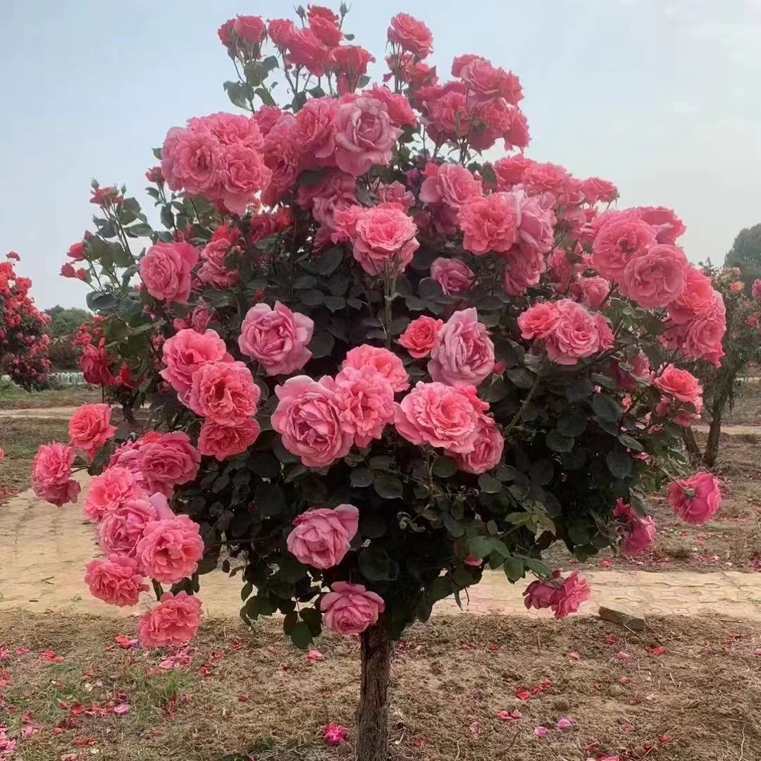 精品树桩月季山木香老桩嫁接国月浓香型大花四季常开庭院地栽