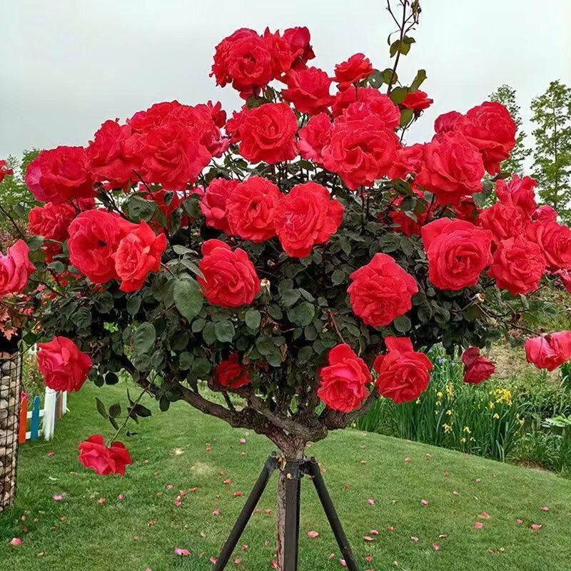 树桩月季山木香嫁接红色浓香型大花四季开花庭院阳台种植