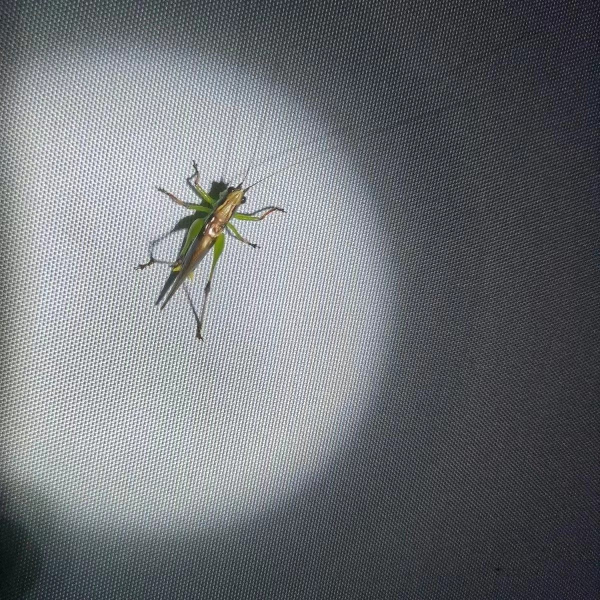 悦鸣草螽 鸣虫 颜值高 寿命长 阳虫 符合人的作息 宠物昆虫 蝈蝈