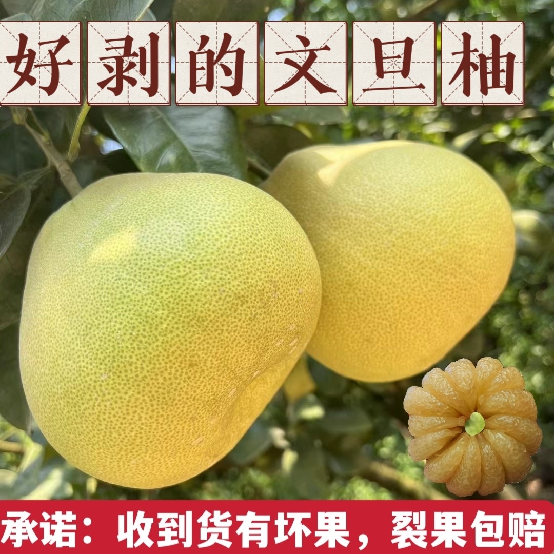 福建莆田仙游度尾老树红心文旦柚柚子