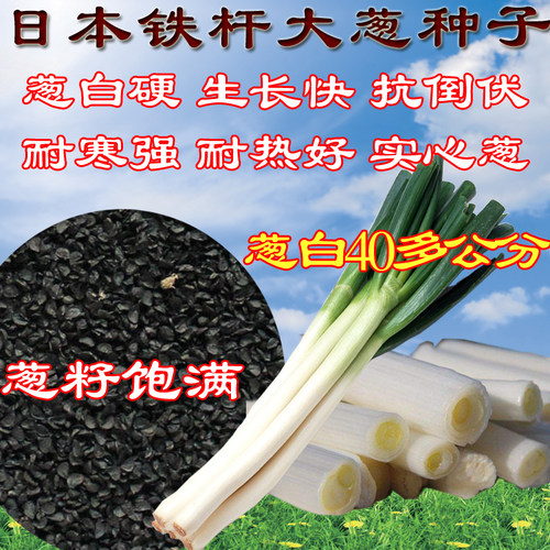 日本品种铁杆大葱种子山东正宗章丘葱种子耐热耐寒抗倒伏葱籽包邮