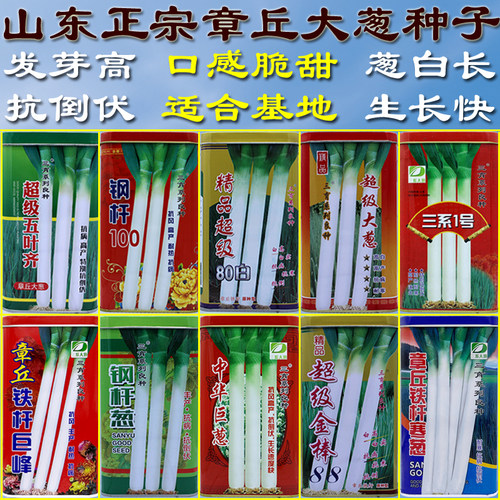山东章丘铁杆大葱种子葱白长脆甜