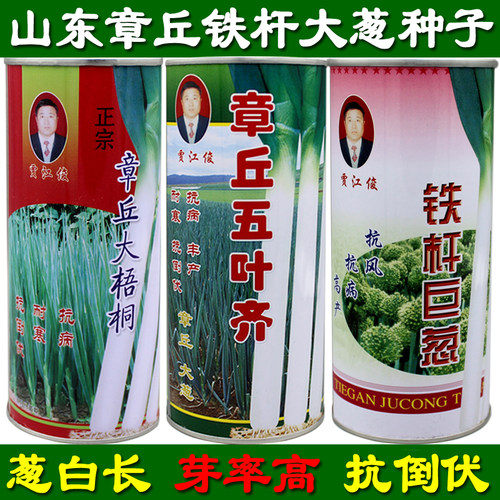 山东正宗章丘大葱种子葱白长 高产量耐寒抗倒伏葱种子 水果大葱籽