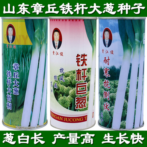 章丘铁杆大葱子种子葱白长 山东大葱种子 葱种子耐寒脆甜 长白籽