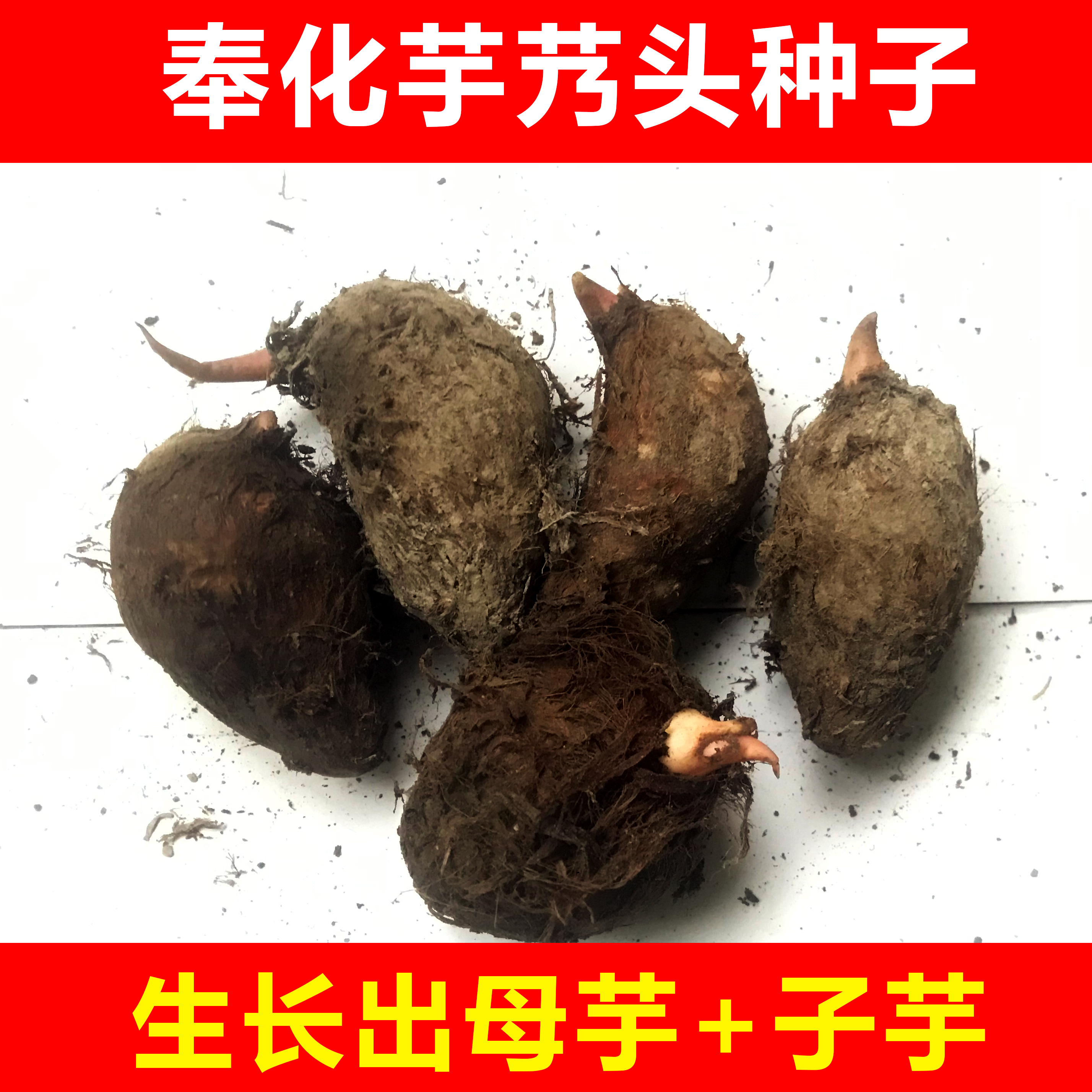 宁波奉化特产农家特产芋艿头种子小芋艿仔粉糯香1斤装特价种苗