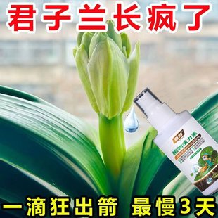 最快三天】君子兰快速拔箭专用营养液体肥防黄叶枯萎烂根催开花