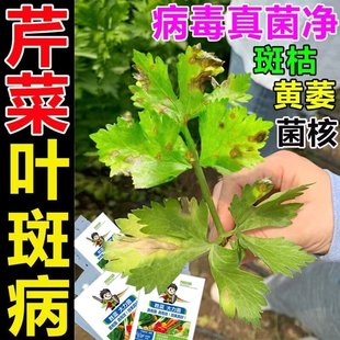 芹菜叶斑病专用药芹菜斑枯菌核病软腐病枯萎病黄叶病根腐病杀菌剂