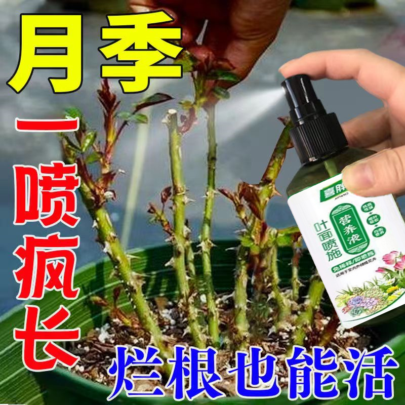 【芽苞猛窜】月季花营养液催花肥促发芽防黄叶盆栽月季玫瑰专用肥