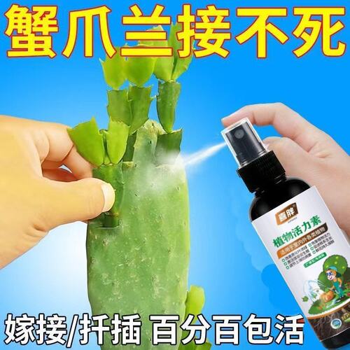 【一喷活】蟹爪兰嫁接促活液仙人掌嫁接蟹爪兰专用肥果树嫁接愈合