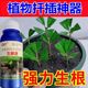 快速生根液粉剂移栽扦插花卉营养液植物通用强力多肉壮苗生根剂