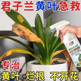 兰花黄叶专用营养液免稀释防黄叶焦尖黑斑软腐病催芽催花兰花肥料