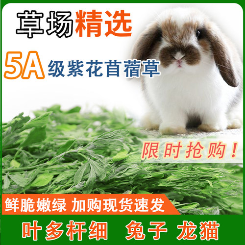 烘干苜蓿草兔子干草龙猫粮食草