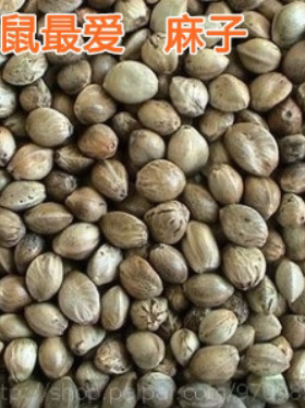 鸽子松鼠仓鼠鸟类小动物食物营养鸟粮仓鼠粮麻子颗粒饱满多规格