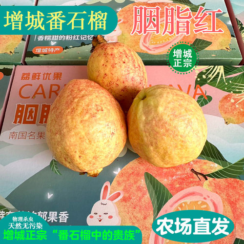 胭脂红芭乐红心番石榴软糯鸡屎果当季整箱应季水果潘巴乐10斤包邮