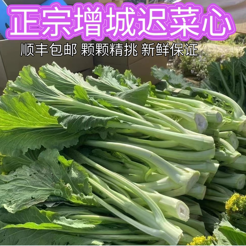 顺丰包邮采广东增城迟菜心