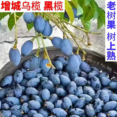 正宗增城百年老树黑橄榄