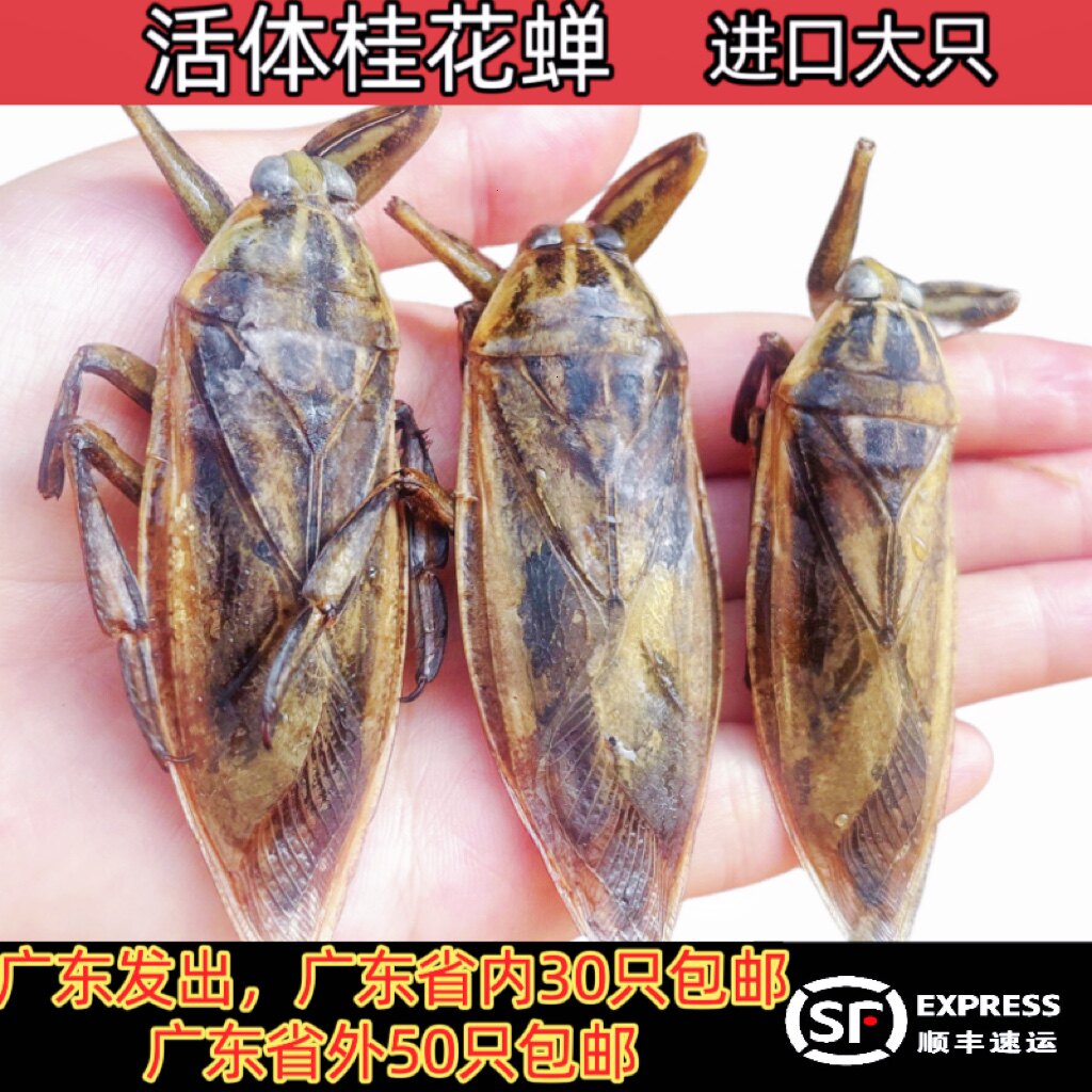 15只起发进口活体速冻桂花蝉大田鳖负蝽水知了50只省内包邮