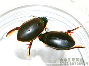 速冻大金边龙虱水蟑螂治尿水甲虫水龟子 满2斤省内包邮顺丰