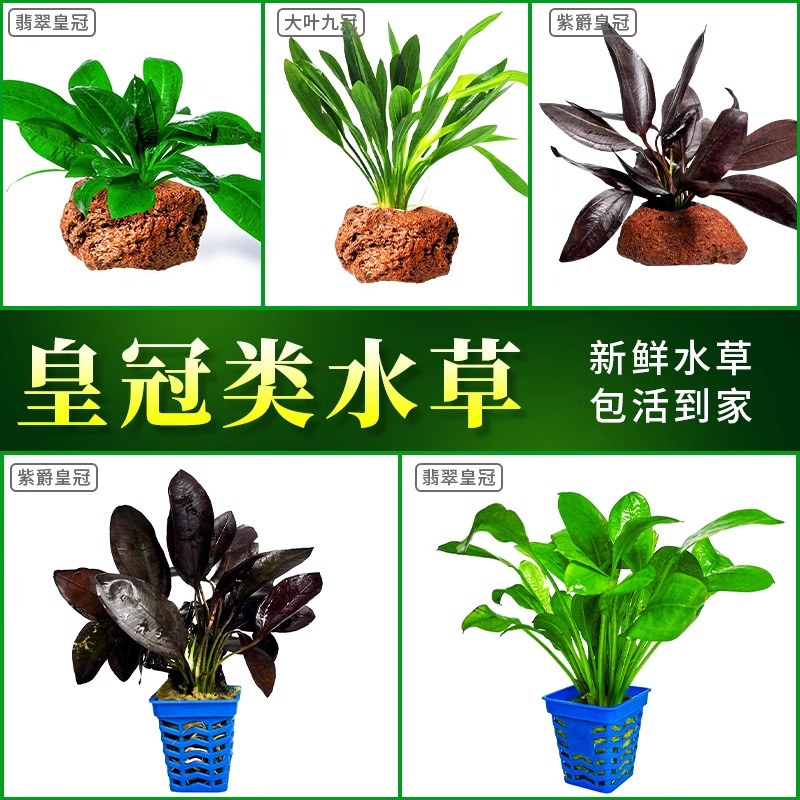 亚峰鱼缸水草植物造景水榕绿植