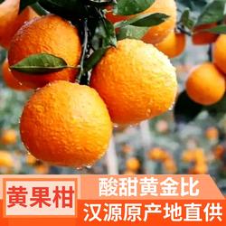 四川汉源石棉黄果柑橘子青果新鲜水果现摘现发大果桔子雅安柑橘