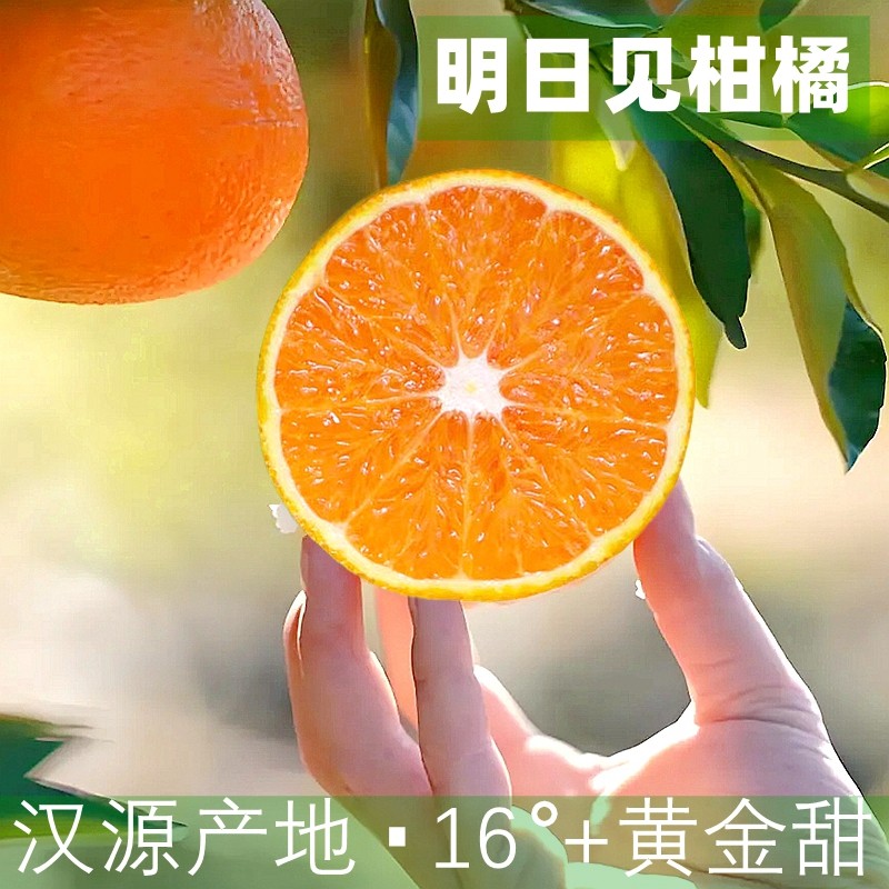 四川汉源明日见柑橘新鲜纯甜水果皇后橘子桔子现摘现发大果包邮,水产肉类/新鲜蔬果/熟食,桔子,淘宝优惠券,粉丝福利购,淘宝优惠卷