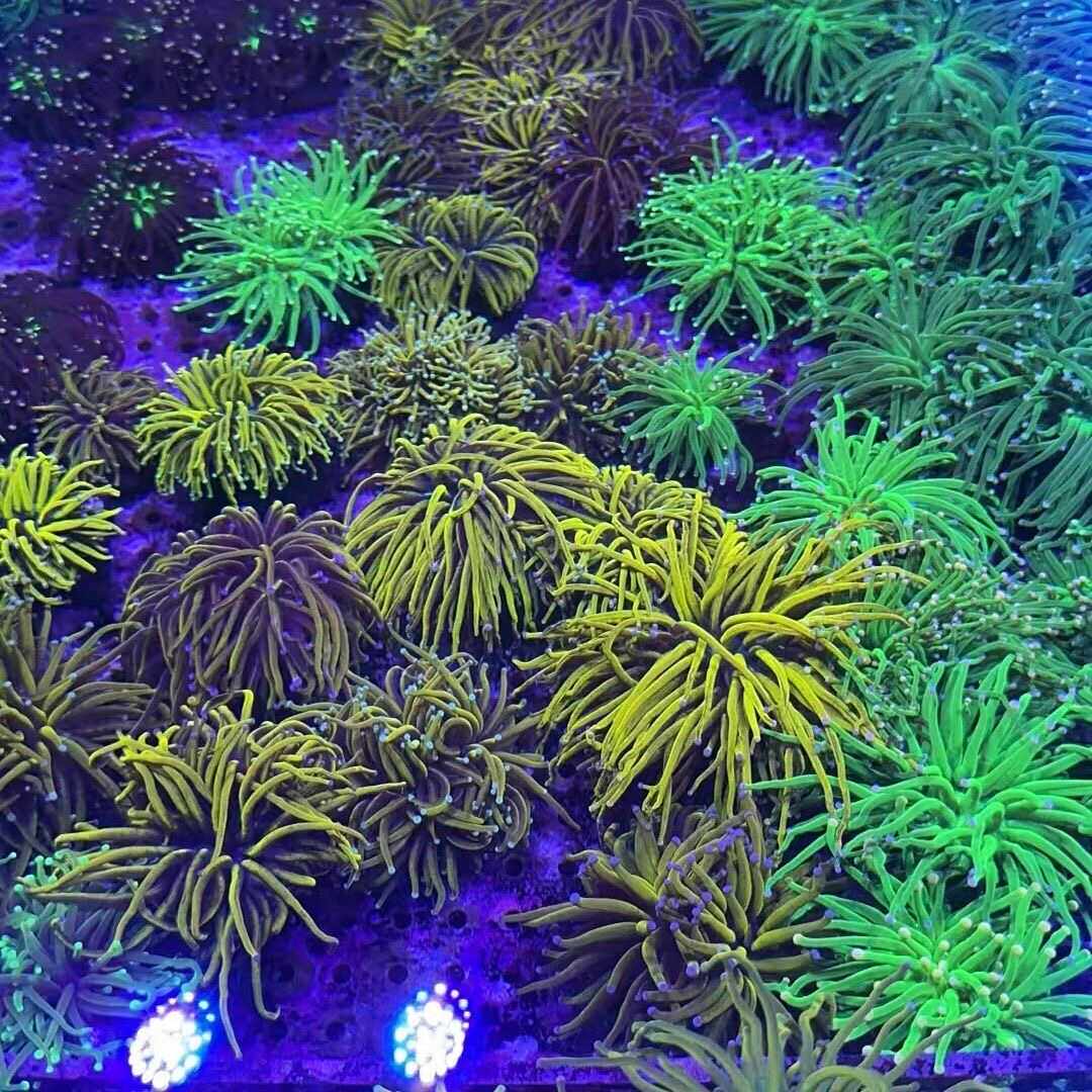 火柴头珊瑚 印尼米粉澳洲沙巴绿圣杯金火柴活体珊瑚lps针叶海水