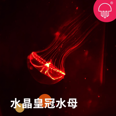 水晶皇冠水母活体宠物观赏海月赤月小宠物热带水族大部分地区包邮