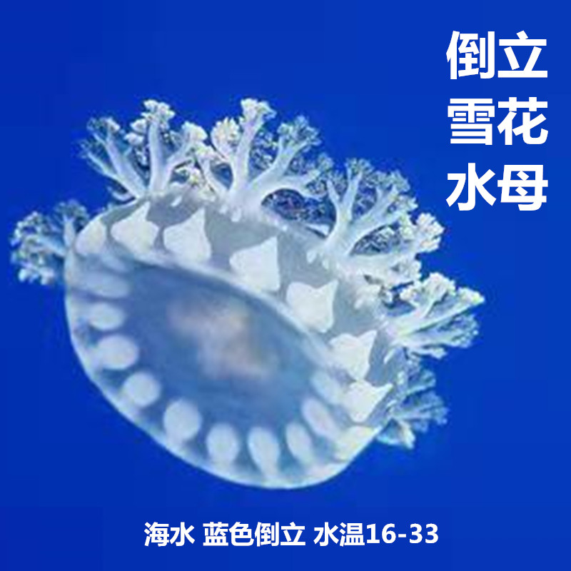 倒立雪花水母安朵仙活体活物小宠物无毒宠物蓝色大部分地区包邮