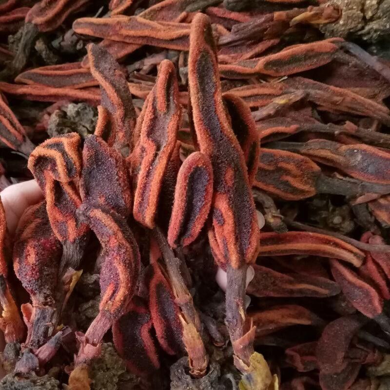 不老草回春草顶天柱文王一支笔蛇菰干品男性泡水泡酒煲汤各种吃法