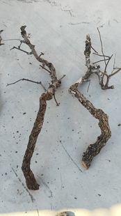 树干树枝梨树枝枯树枝干树枝花艺造型弯曲树枝艺术插花配材装饰