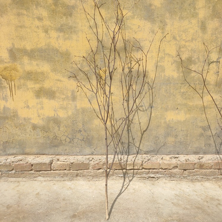 白桦树枝树杈枯枝干支装饰材料DIY手工插花瓶干支树枝造型艺术