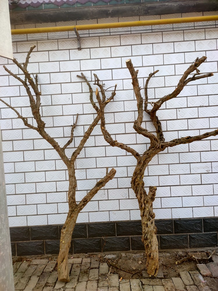 去皮枯树树杈原木造型枯枝装饰