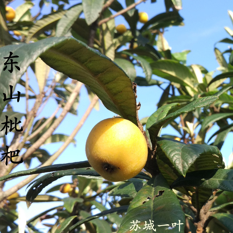苏州叶苏城东山白玉白沙枇杷农家自销新鲜水果84粒装 苏城一叶