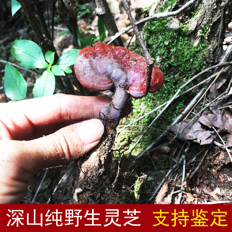 2025新货野生灵芝赤灵芝林芝整枝神农架特产深山自采小灵芝菌250g