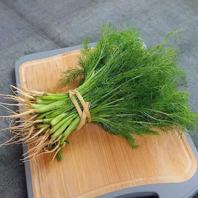 云南农家茴香带根新鲜现摘现发茴香带根发货新鲜茴香