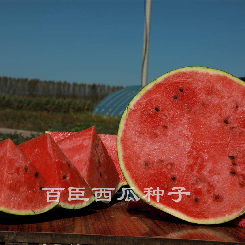百臣雷哥早熟60克装种子抗病薄皮大红瓤耐储运糖度高大西瓜种
