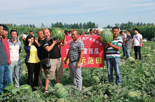 百臣雷旺早熟薄皮抗裂早熟西瓜种子糖度高抗病强大红瓤西瓜种籽