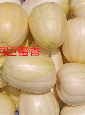 百臣馨甜 甜瓜种子 香瓜种子 抗病强 薄皮肉厚 座瓜强 口感脆甜