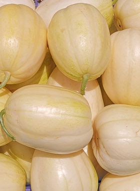 百臣馨甜香瓜种子含糖量高秧状抗病强甜脆不倒瓤耐运输 薄皮甜脆