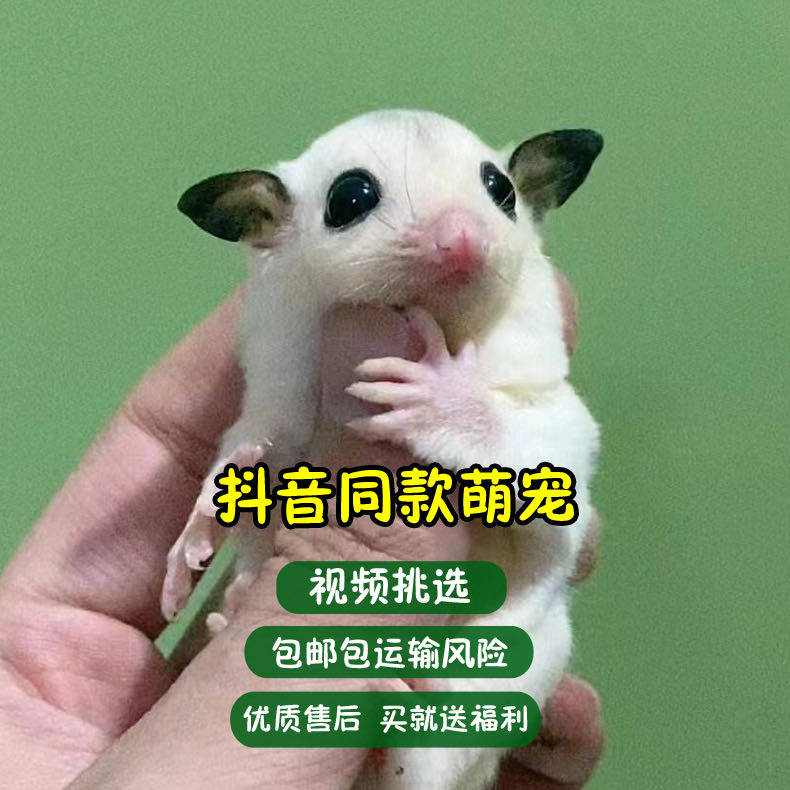 澳洲蜜袋鼯活体幼蜜奶蜜幼崽小宠物马赛克白脸网红小飞鼠