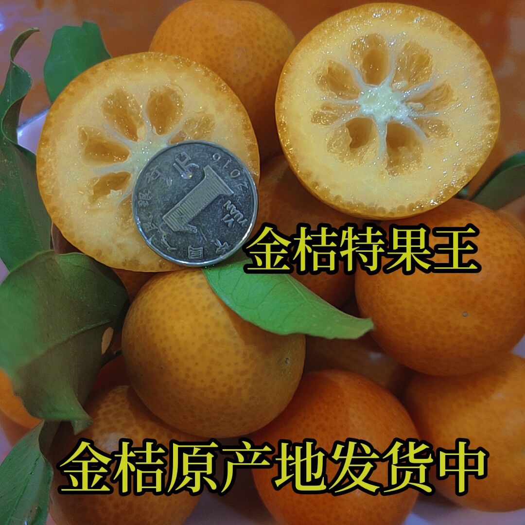 福建尤溪金桔新鲜水果果园现发特大果5斤黄皮橘子非广西脆皮金桔