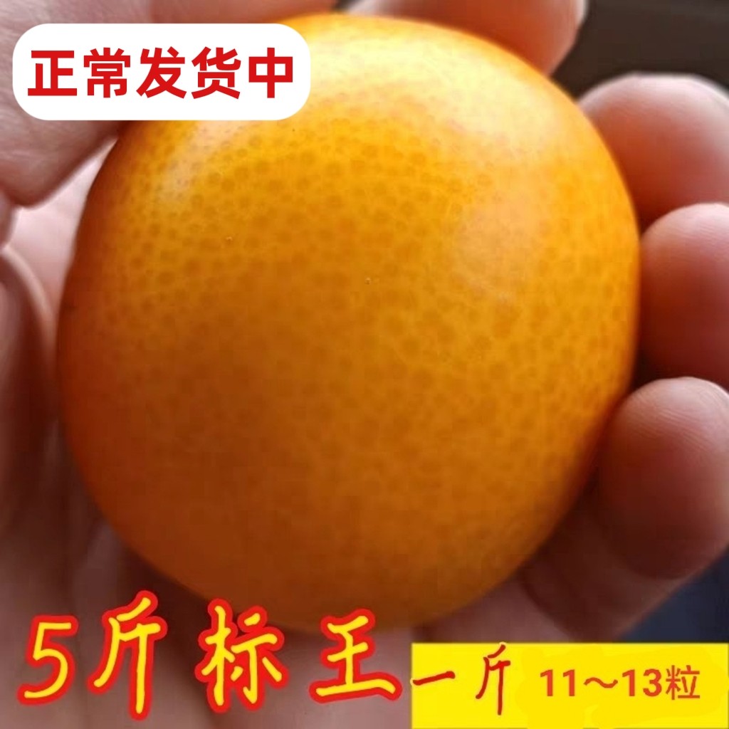 福建尤溪金桔正宗管前金柑新鲜水果现发特大果5斤非广西小金桔