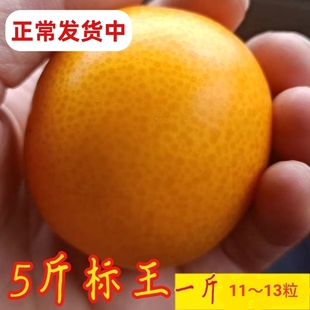 福建尤溪金桔正宗管前金柑新鲜水果现发特大果5斤非广西小金桔