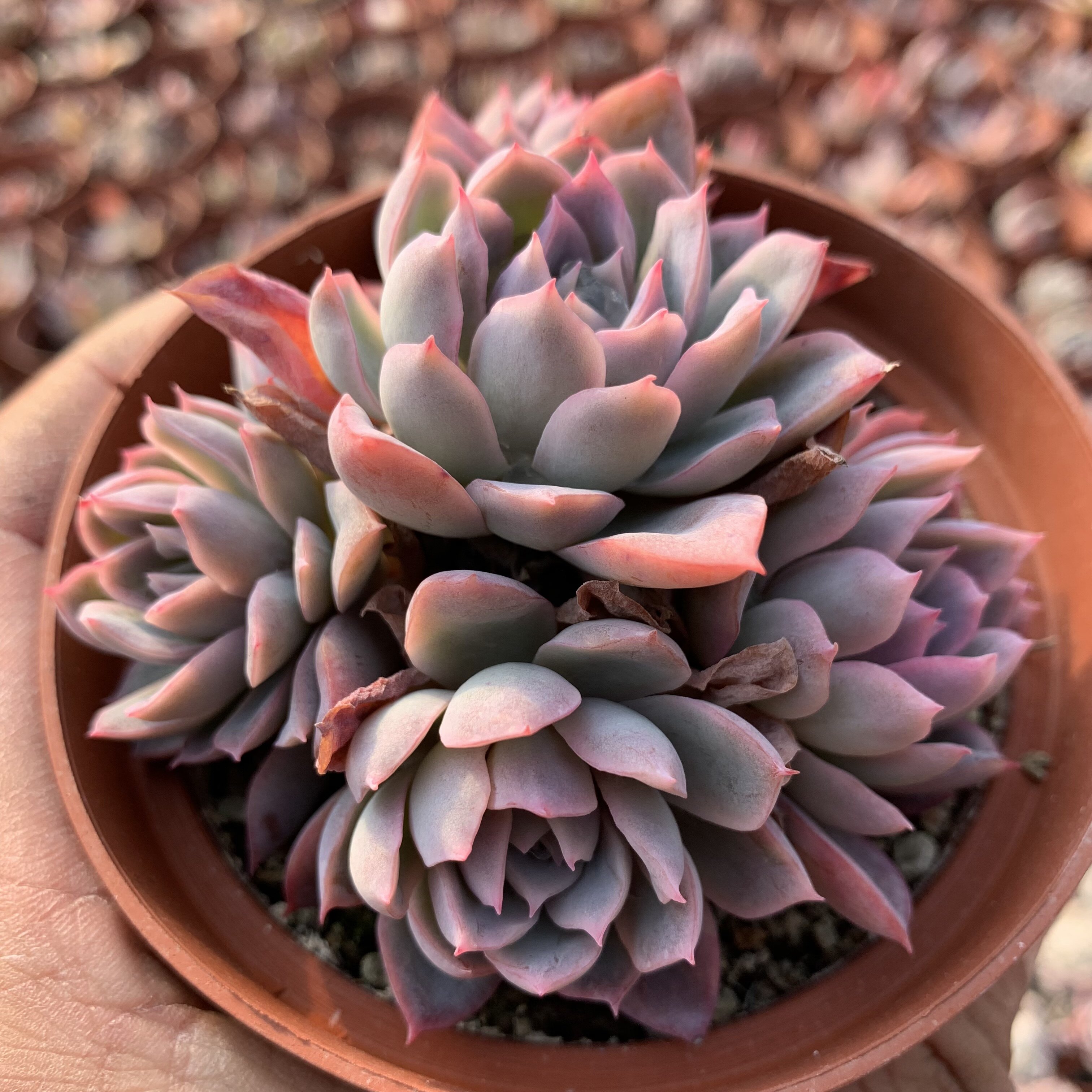 紫罗兰女王多肉植物老桩多肉室内肉肉状态肉肉精品控养包邮肉嘟嘟