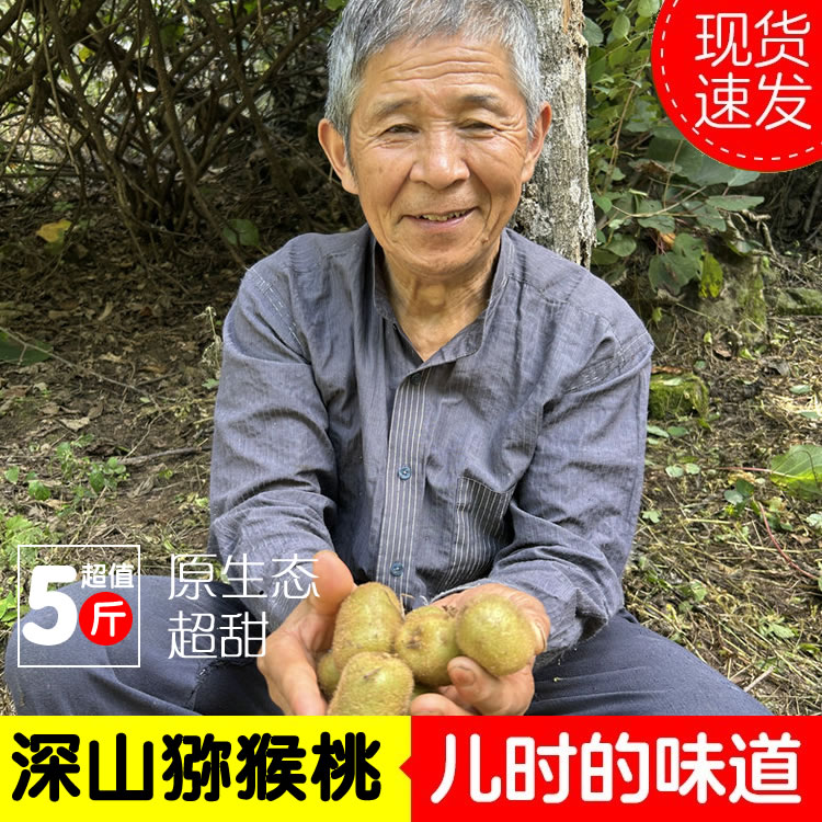 秦岭深山绿心猕猴桃现摘鲜果