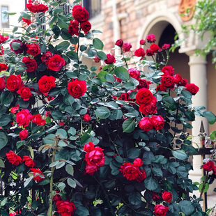 金鸿月季 2盆组合链接灌木藤本微月切花阳台庭院露台盆栽苗 19.8元